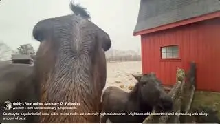 FB Goldy's Farm Animal  Some older, retired mules are extremely high maintenance!  429pm  12292025