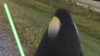 Penguin staring at sunset with force theme.