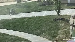 🌱 तुरंत हरी चादर &ndash; एक दिन में लॉन! Instant Green Carpet &ndash; Lawn in a Day!    