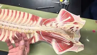 PNS, spinal nerves and plexus model