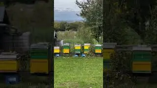 Bee in Beuren, Germany #bee #honeybee #honey #insects #sound #bozovca