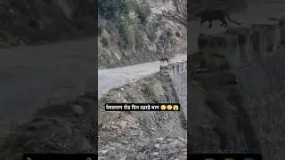 tiger attack' 😳😳😱😱।। Devprayag।। #tiger #attack #village #uttarakhand #viralvideos