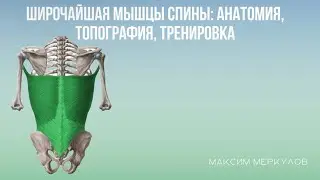 Широчайшая мышца спины: анатомия, топография, тренировка.