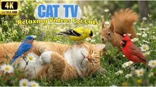Bird Cat Garden 🐦 Nature TV Paradise Cats Watch for Hours | 4K HDR