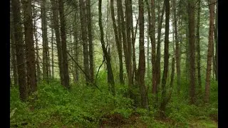 Lake Side Trail in Codorus State Park