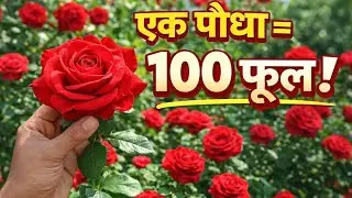 How to grow a rose plant at home | Rose Plant Care in Hindi | Flowers in 30 days 🌹