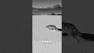Ссылка в профиле