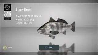 How to catch Black Drum at Blue Crab Island