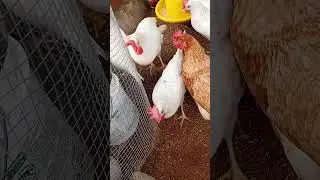 22 Week 4  DAYS  Old Layer Chicks 
