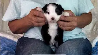 Omg, Puppy USA Is Pure Cuteness 💘🐶  Toy Mini Australian Shepherd Black Tri