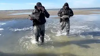 Texas rescuers save 332 sea turtles from freezing waters
