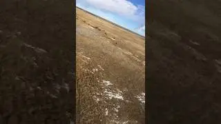 Analyzing wild Wood Bison herd from heli in Northern Canada | Hay-Zama #wildlife #bison #helicopter