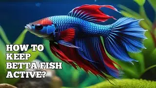 HOW TO KEEP BETA FISH (FIGHTING FISH) ACTIVE AND HEALTHY?