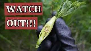 This Wild Plant Burns Skin&hellip; But It's Delicious [Cow Parsnip Foraging]