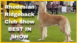 2023 Rhodesian Ridgeback Club Show - BEST IN SHOW