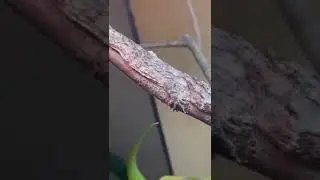 This lizard looks like a mini dragon!!! #shorts #reptiles #pets #viral