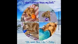 Some happy morning vibes from my two golden retrievers, Henry & Toby.  Two dogs who love to inspire!
