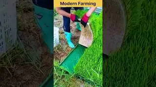 Rice nursery tray ￼ farming #modernfarmer #agriculture #farming #china #satisfying #shorts