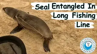 Seal Entangled In Long Fishing Line