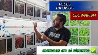 Crías de peces payasos/clownfish/Mejora del sistema.