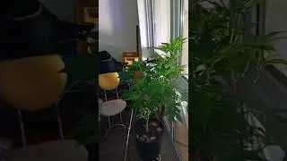 Homegrow Weed 2024 Germany Cannabis Anbau Deutschland Sommer 2024