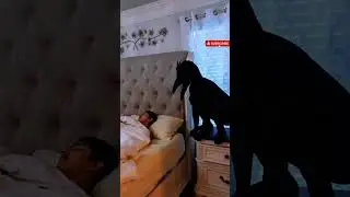 I Scared My Family With a Giant Crow Costume!#funny #shorts