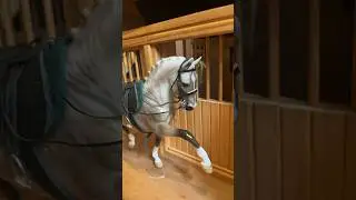 Tack up with me 🌾 Breyer Edition #breyer #modelhorse