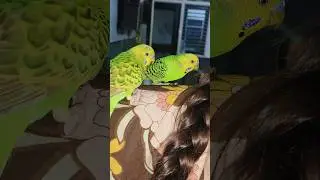 pihu abhi kaha beth gye 😂🥰 #budgies #talkingparot #parrot #funny #youtube