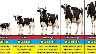 Cow Transformation From 0 to 20 Years Old
