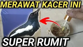 AKHIRNYA KACER INI DAPAT APA YANG DIA BUTUHKAN | DR KACER TERBARU