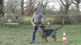 German Shepherd, IGP obedience training.
