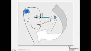 10. Reward Systems & Maladaptive Regulation: Neurosequential Network Stress & Trauma Series 2020