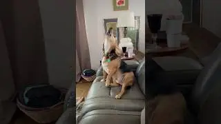 Maxwell the Beagle is &ldquo;howling it out&rdquo;. He loves to howl! #beagle #beaglecrew #howling