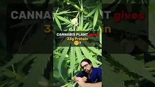 CANNABIS PLANT give  33g Protein 😵&zwj;💫? #HempSeeds #PlantProtein