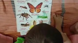 Tricks to teach insect's name to 2 years old baby