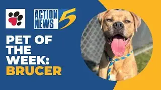 Pet of the Week: Brucer