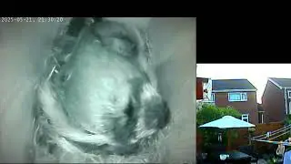 Blue Tit nest box live