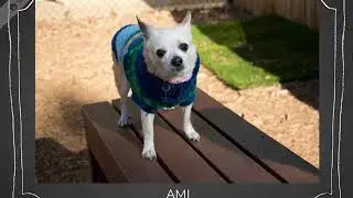 Adopt a Senior Doggy!