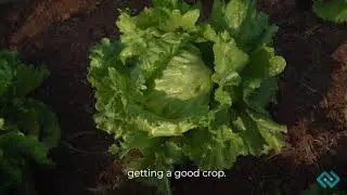 Journey of Iceberg Lettuce from the mountains of Nilgiris to your fav burger! GEFP & TraceX Tech