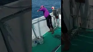 Рыболовная операция на Тайване занимается ловлей рыбы на креветочную наживку #рыбалка