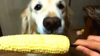 Funny video 2015  Best Funny Videos