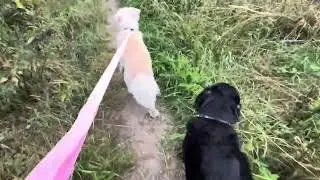 Last walk with Dugs :-( 