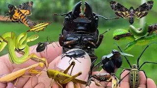 catching various types of insects and reptiles