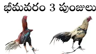 భీమవరం 3 పుంజులు డబల్ బాడీ #9398473296