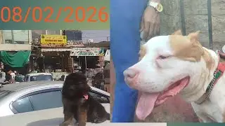 Sunday Dogs and cats Market Karachi- 08/02/26😍🦮😻🔥 🐕
