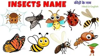 Insects Name in Hindi and English for Kids | कीड़ों के नाम | Learn Bugs and Creepy Crawlies with Pic