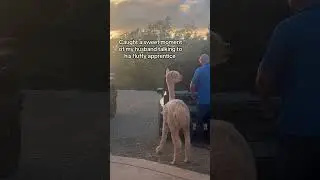 Richard was eavesdropping 😆#pets #alpaca #love