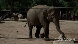 VIDEO: Deadly Elephant Virus Kills Two Calves At US Zoo Days Apart (2)