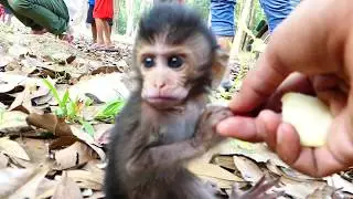 Welcome newborn monkey, It is so cute one baby monkey, It looks beautiful baby monkey