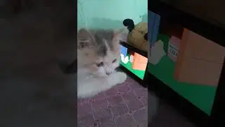 my menu cat is watching Tom & Jerry .. 😞😭 #short video #youtube